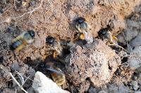 Osmia bicornis