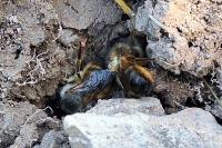 Osmia bicornis