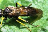 Tenthredo temula