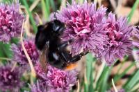 Bombus lapidarius