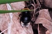 Bombus vestalis