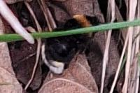Bombus vestalis