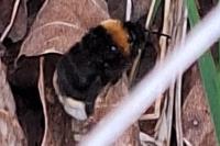 Bombus vestalis