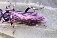 Macrophya albicincta