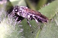 Macrophya albicincta