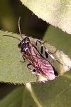 Macrophya albicincta