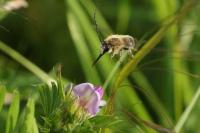 Eucera nigrescens