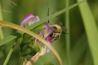 Eucera nigrescens