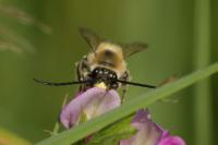 Eucera nigrescens