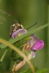 Eucera nigrescens