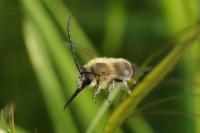Eucera nigrescens