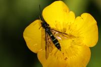 Cephus pygmeus