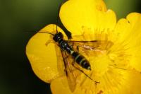 Cephus pygmeus