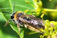 Andrena haemorrhoa