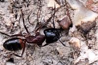 Camponotus ligniperda
