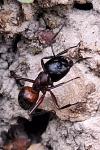 Camponotus ligniperda