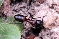 Camponotus ligniperda