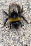Bombus pratorum