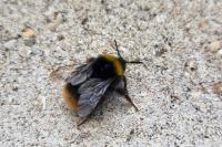 Bombus pratorum