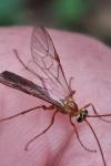 Ophion minutus