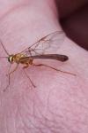 Ophion minutus