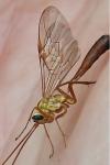 Ophion minutus