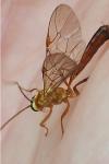 Ophion minutus