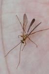 Ophion minutus