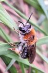 Andrena haemorrhoa