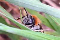 Andrena haemorrhoa