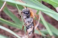 Andrena haemorrhoa