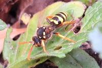 Nomada goodeniana