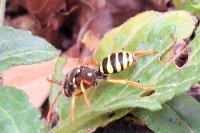 Nomada goodeniana