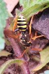 Nomada goodeniana