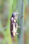 Pachyprotasis rapae