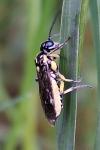 Pachyprotasis rapae