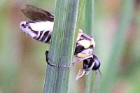 Pachyprotasis rapae