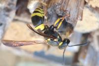 Ancistrocerus nigricornis