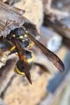 Ancistrocerus nigricornis
