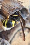 Ancistrocerus nigricornis