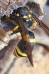 Ancistrocerus nigricornis