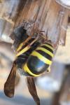 Ancistrocerus nigricornis