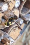 Ancistrocerus nigricornis