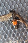 Macrophya militaris