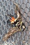 Macrophya militaris