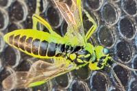 Rhogogaster scalaris