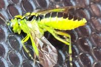 Rhogogaster scalaris