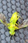 Rhogogaster scalaris