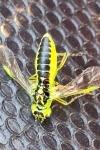 Rhogogaster scalaris