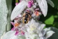 Anthidium manicatum